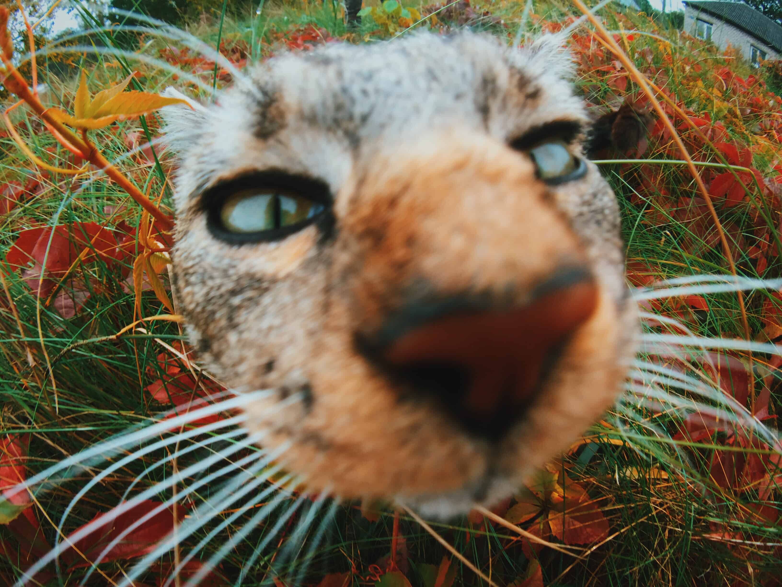 Photographie professionnelle à Bruxelles - Qu'est ce qu'un objectif Fisheye ?
